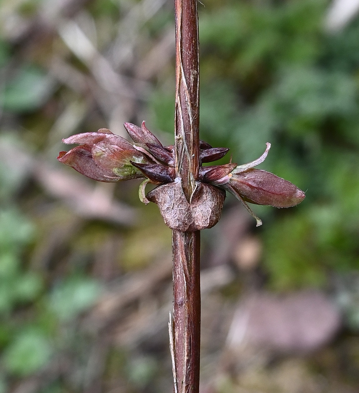 Image of Lonicera edulis specimen.
