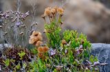 Limbarda crithmoides. Верхушки побегов с соплодиями (рядом видны побеги цветущих Limonium). Португалия, округ Лиссабон, г. Кашкайш, на скале. 05.08.2025.