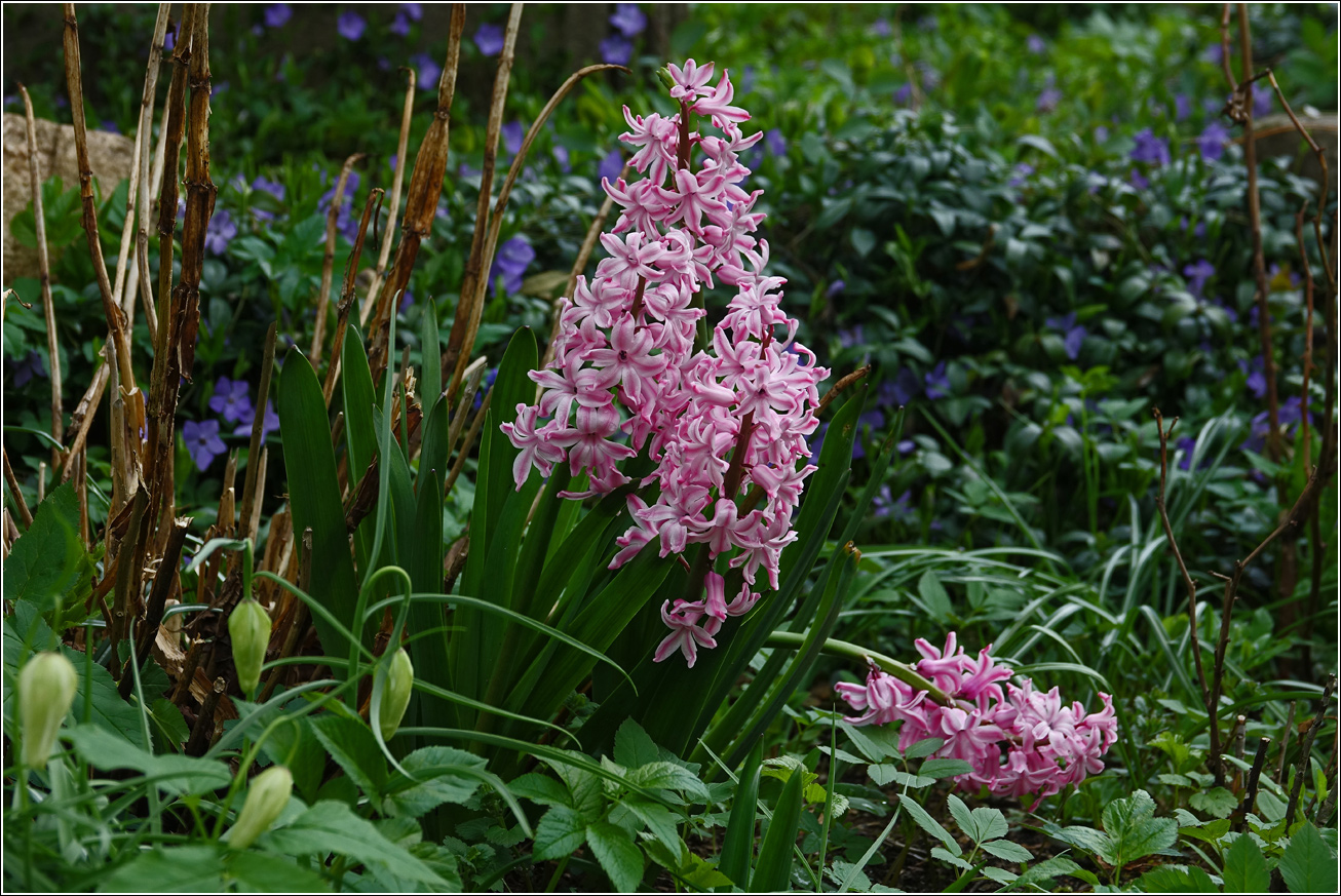 Image of Hyacinthus orientalis specimen.
