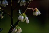 Vaccinium corymbosum. Соцветия. Московская обл., Раменский р-н, окр. дер. Хрипань, садовый участок. 20.05.2026.