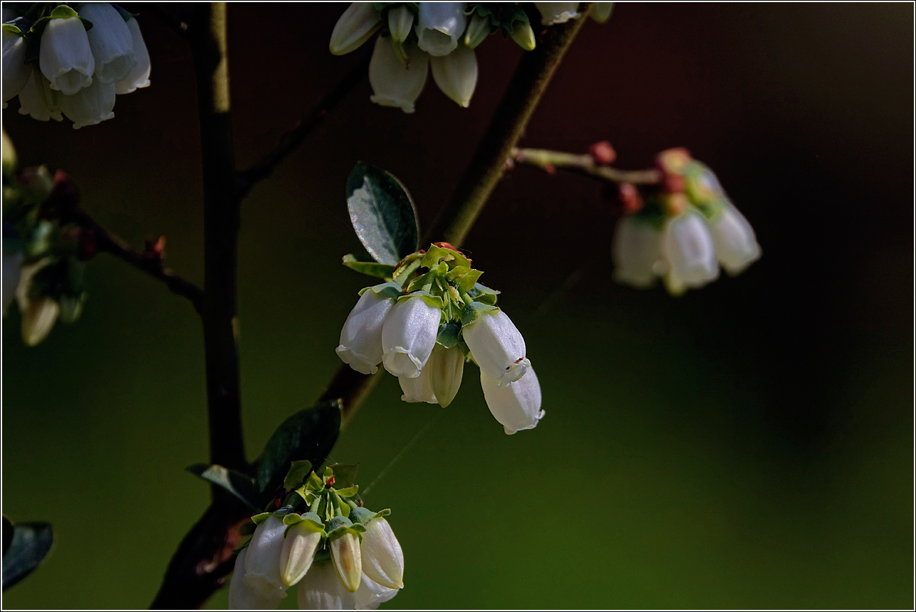Image of Vaccinium corymbosum specimen.