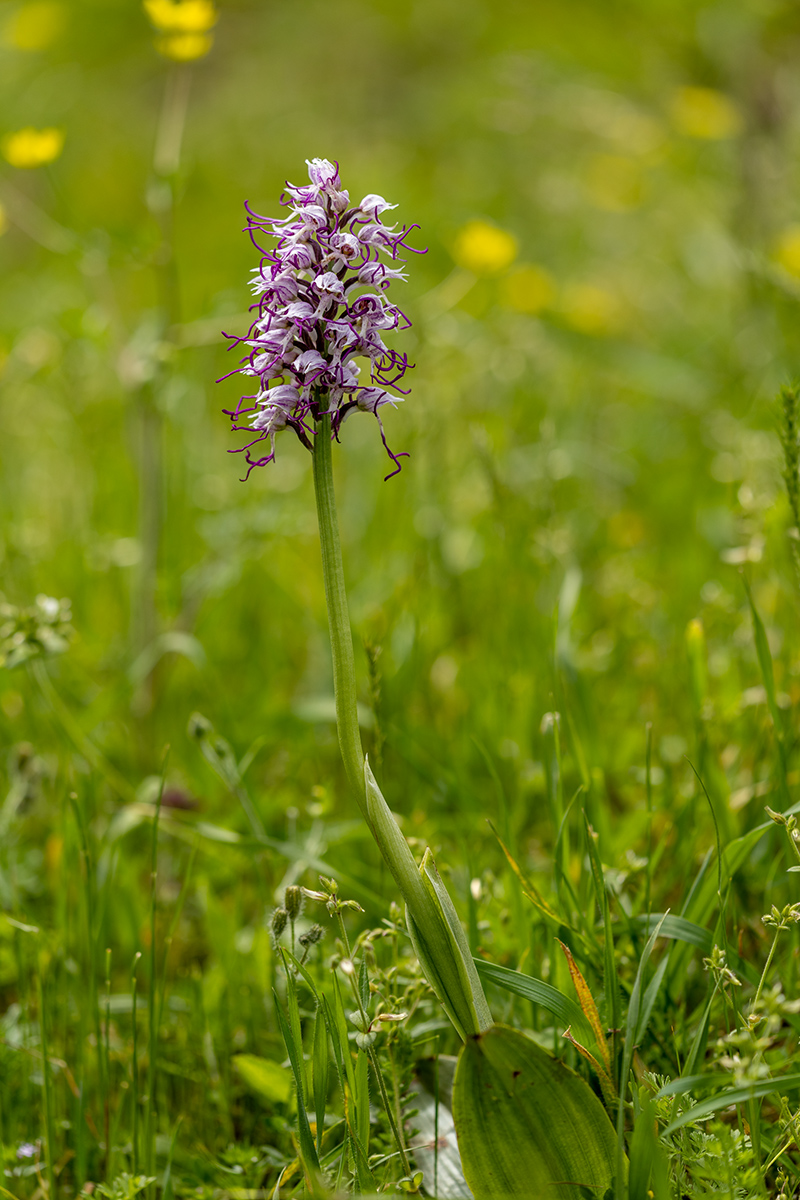 Image of Orchis simia specimen.