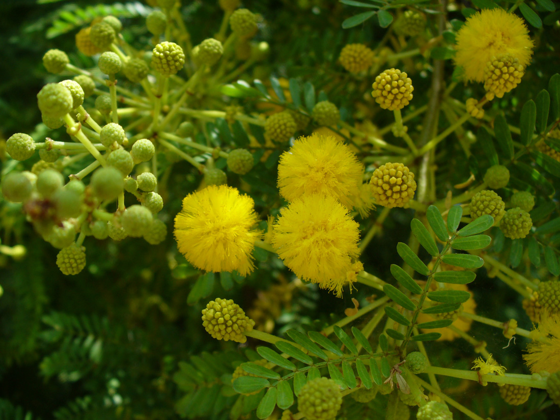 Изображение особи род Vachellia.