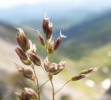 Hierochloe alpina. Верхушки соцветий. Хабаровский край, р-н имени Лазо, гора Ко, выс. ≈ 1800 м н.у.м., каменистый гребень. 22.06.2026.
