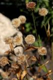 Erigeron glaucus