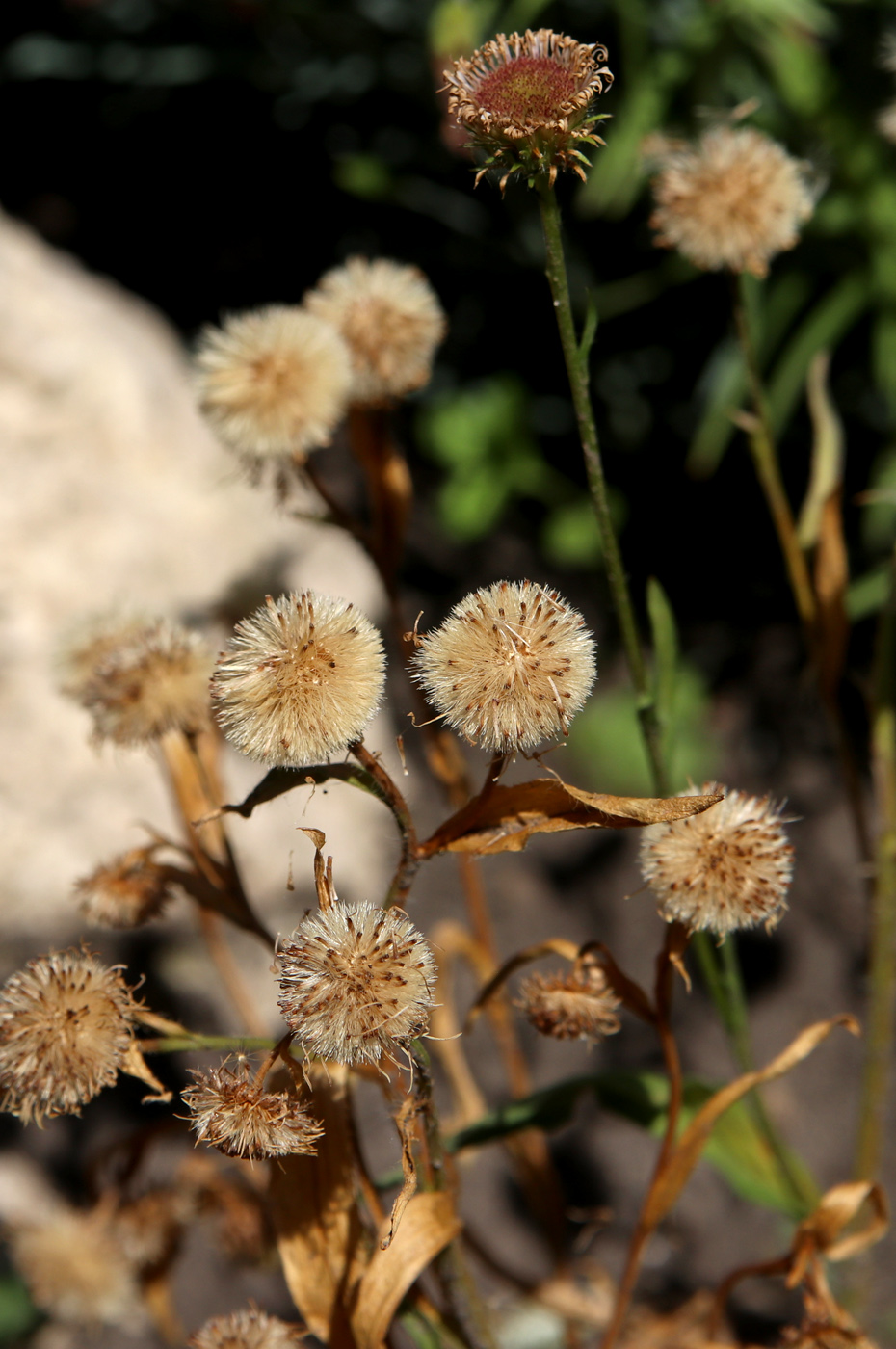 Image of Erigeron glaucus specimen.