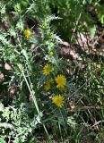 Scolymus hispanicus. Нижняя часть стебля с соцветиями. Португалия, округ Бежа, дол. р. Рибейра-ду-Торгал, опушка лиственного леса. 04.06.2026.