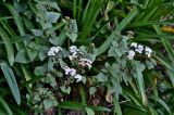 Ageratina adenophora