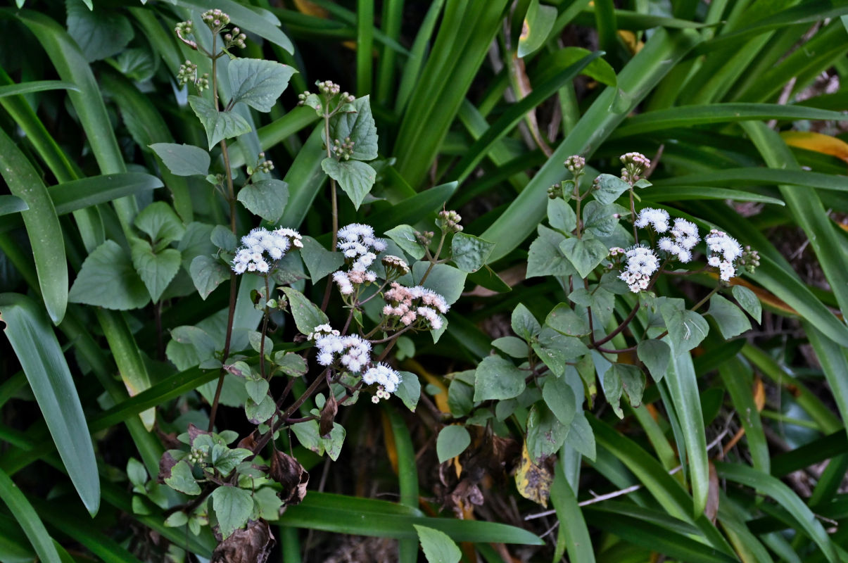 Изображение особи Ageratina adenophora.