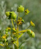род Euphorbia
