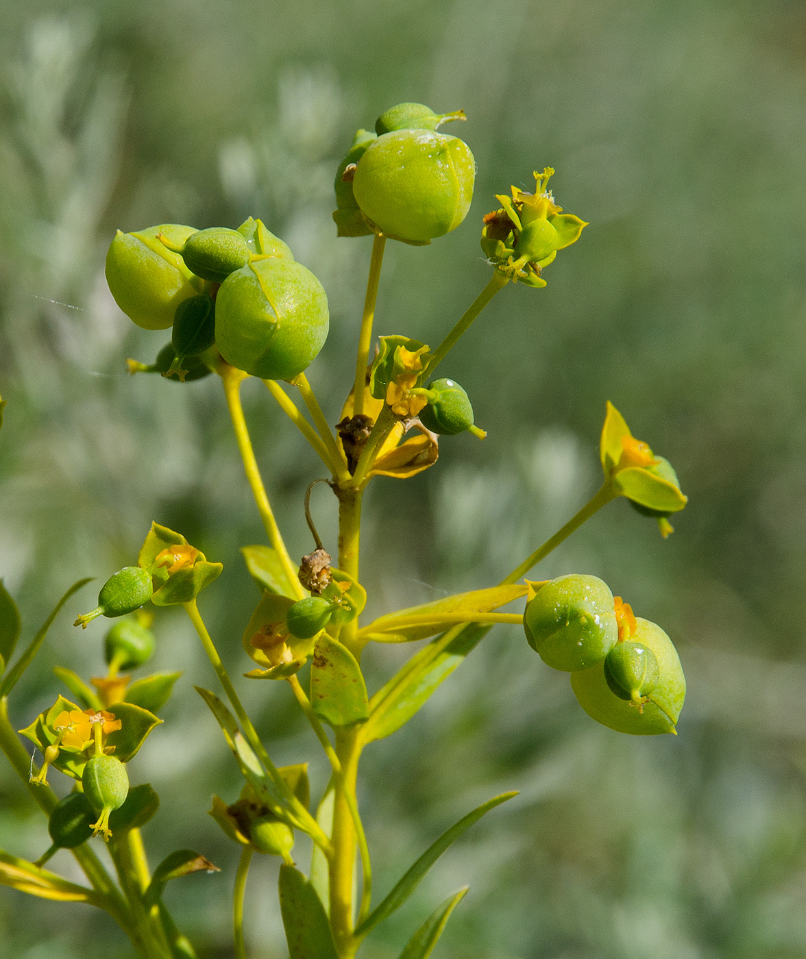 Изображение особи род Euphorbia.