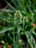 Dactylis glomerata