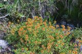 Saxifraga aizoides. Цветущее растение. Кольский п-ов, Хибины, дол. р. Кунийок, на берегу ручья. 28.07.2026.