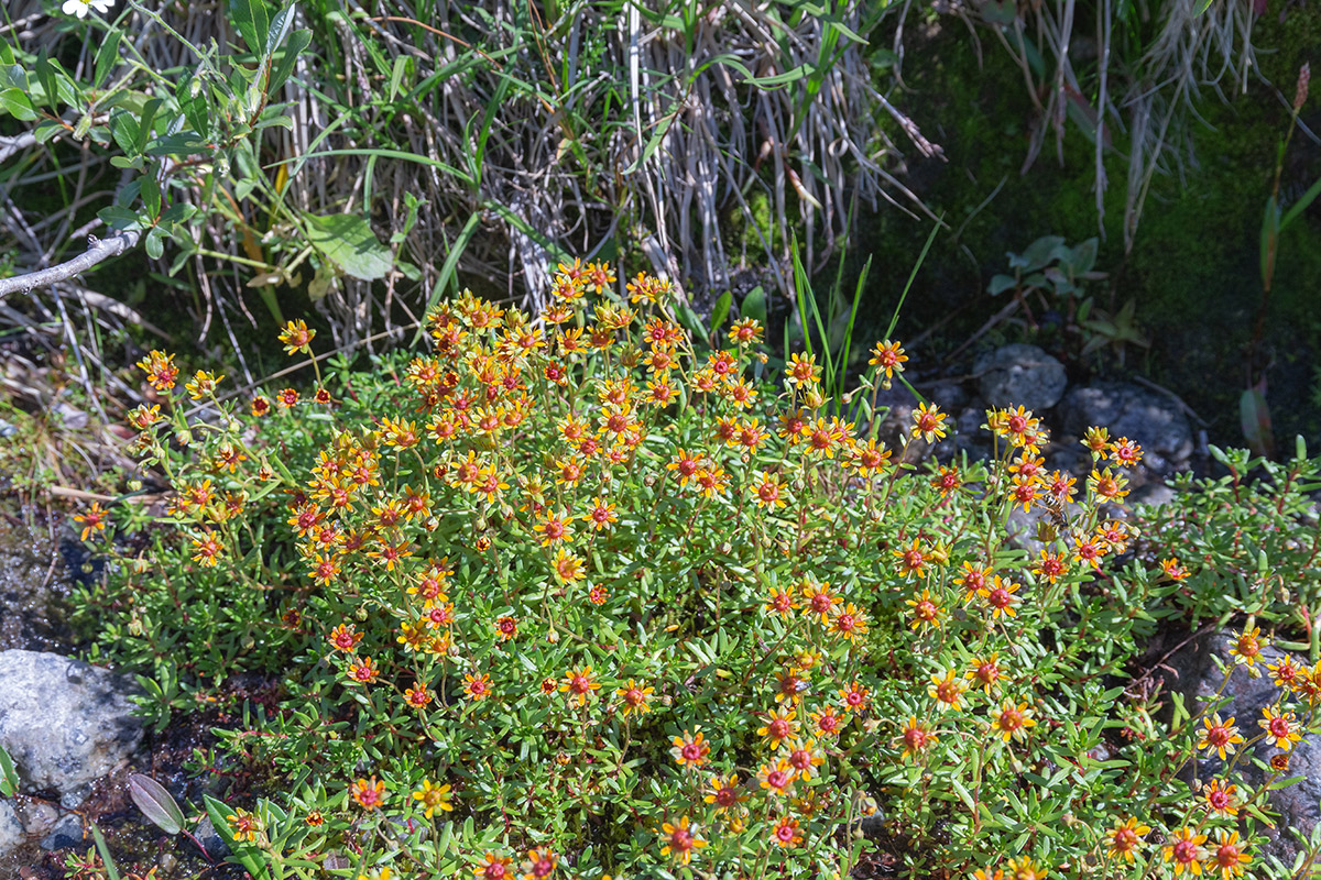 Image of Saxifraga aizoides specimen.