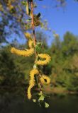 Salix euxina