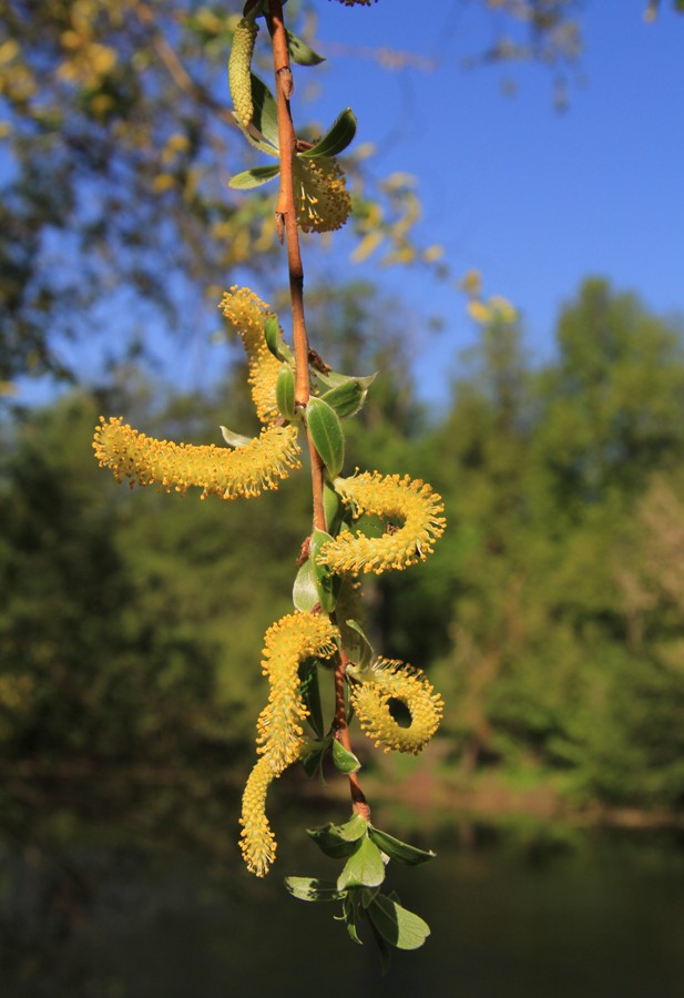 Изображение особи Salix euxina.