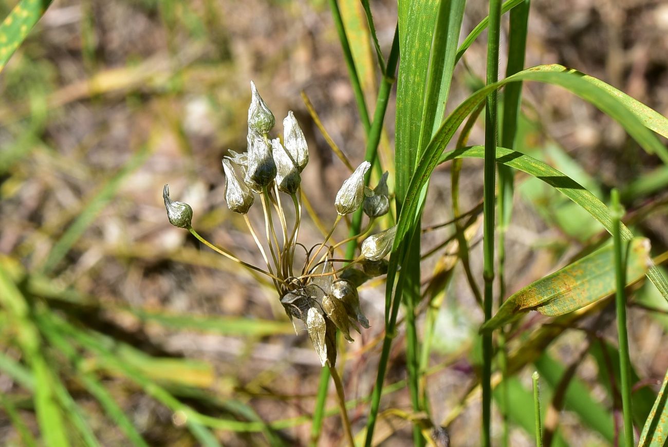 Image of genus Allium specimen.