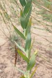 Linaria genistifolia. Нижняя облиствённая часть стебля. Ульяновская обл., Мелекесский р-н, окр. с. Лебяжье, сосновый бор на дюнах, вырубка под ЛЭП. 09.07.2024.
