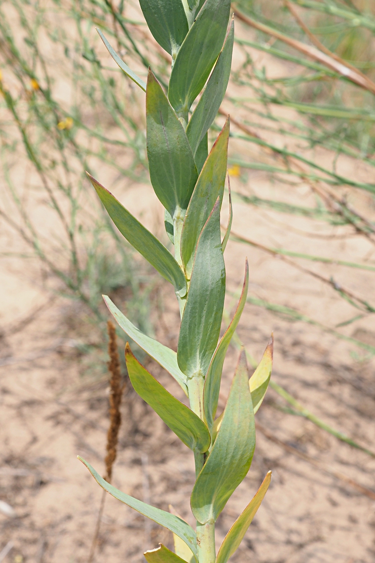 Image of Linaria genistifolia specimen.