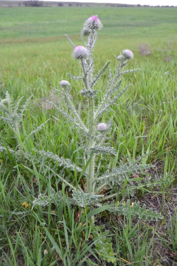 Изображение особи Carduus uncinatus.