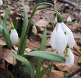 Galanthus nivalis