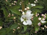 Exochorda serratifolia. Веточка с цветком и бутонами. Владивосток, ботанический сад-институт ДВО РАН. 28 мая 2011 г.