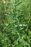 Verbascum blattaria