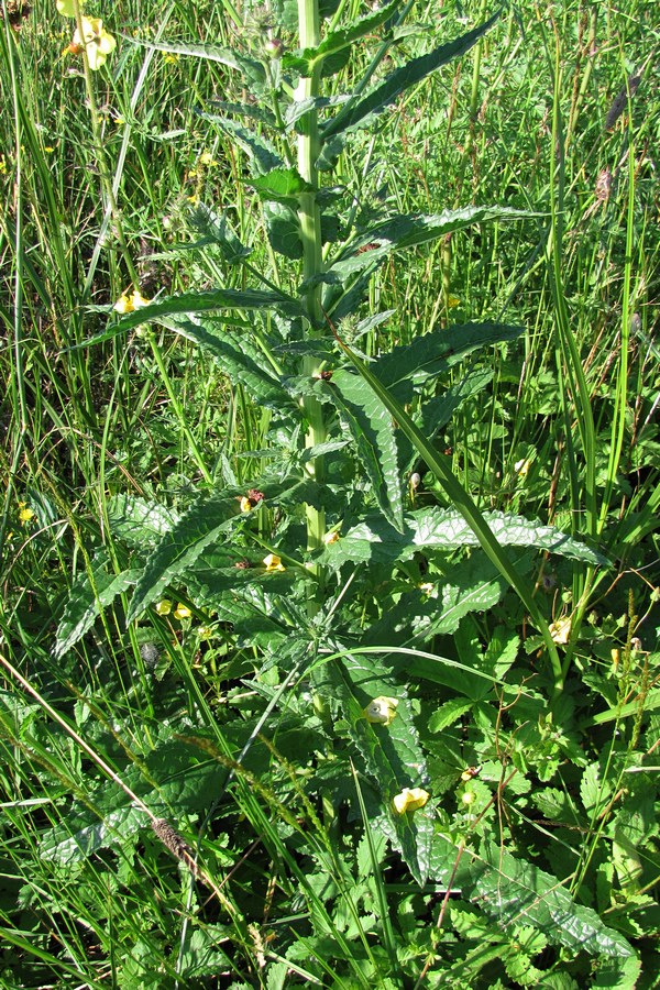 Image of Verbascum blattaria specimen.
