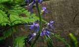 Veronica taigischensis