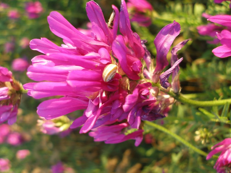 Изображение особи Astragalus onobrychis.