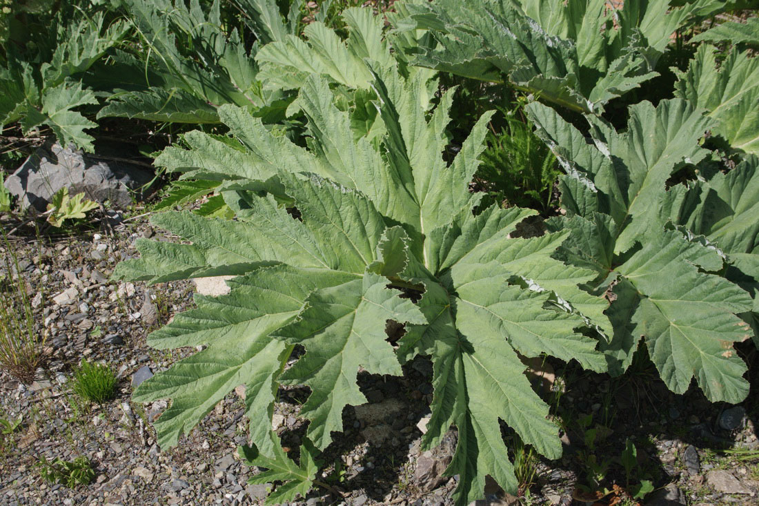 Изображение особи Heracleum leskovii.