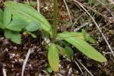 Centaurium erythraea подвид turcicum. Нижняя часть растения. ЮВ Крым, Карадаг, ур. Монастырчик. 27 июля 2011 г.