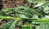Salix gmelinii. Часть побега с повреждёнными листьями. Окр. Архангельска, окраина свалки. 14.08.2011.