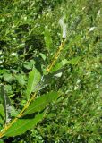 Salix &times; tetrapla