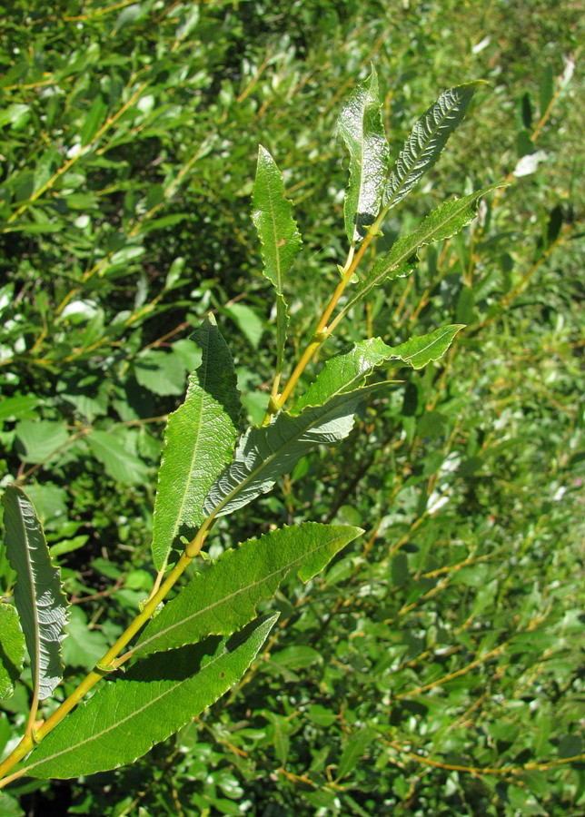 Изображение особи Salix × tetrapla.