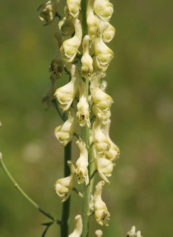 Image of Aconitum barbatum specimen.