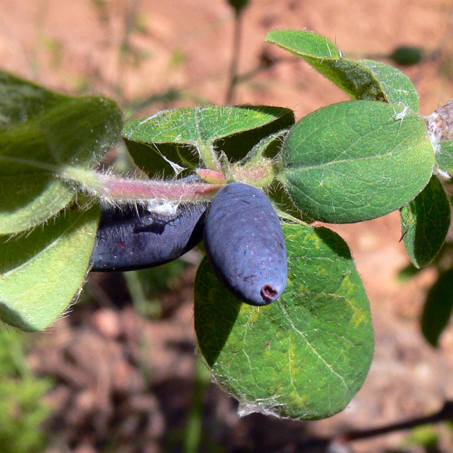 Изображение особи Lonicera &times; subarctica.