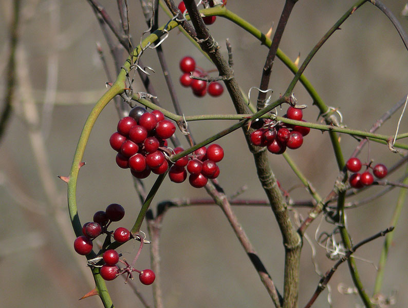 Изображение особи Smilax excelsa.