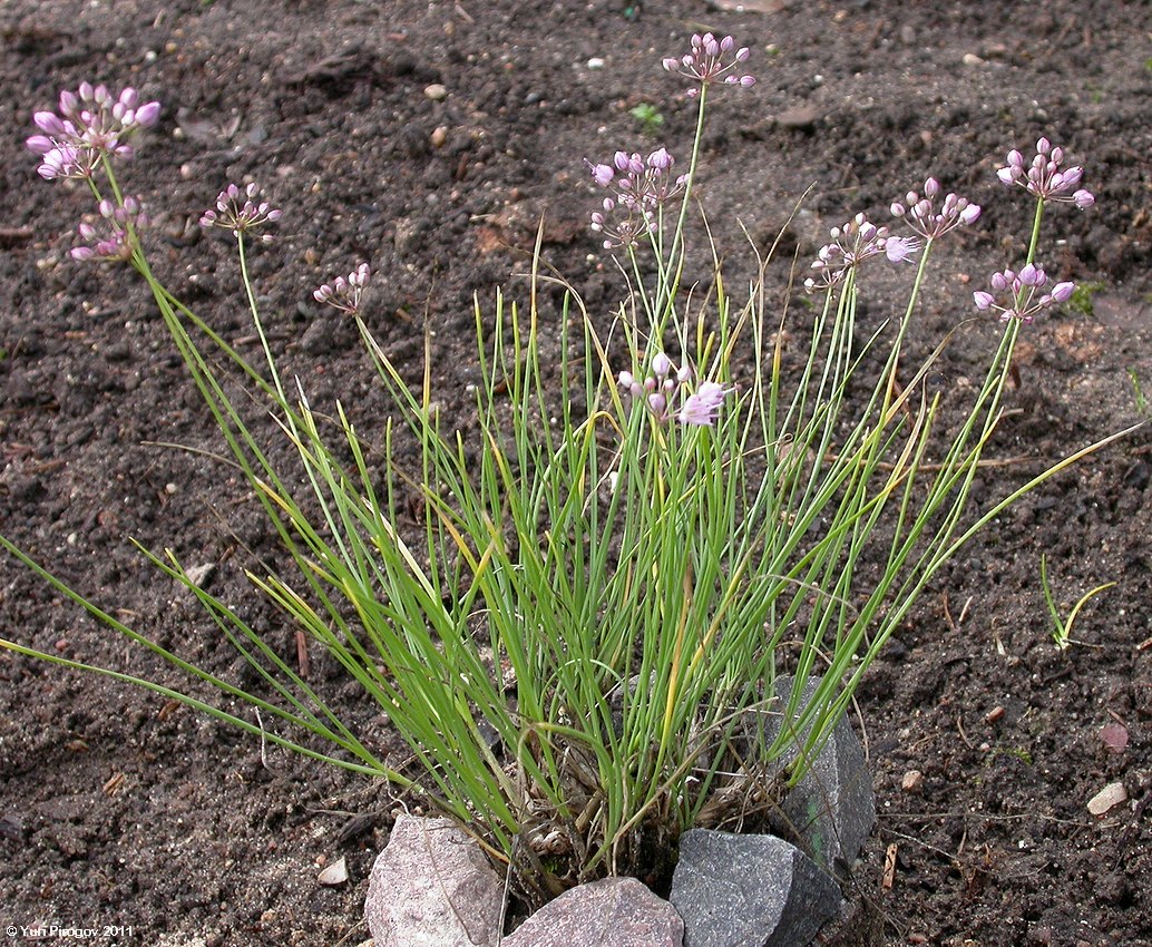 Image of Allium gunibicum specimen.