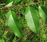 Salix myrsinifolia