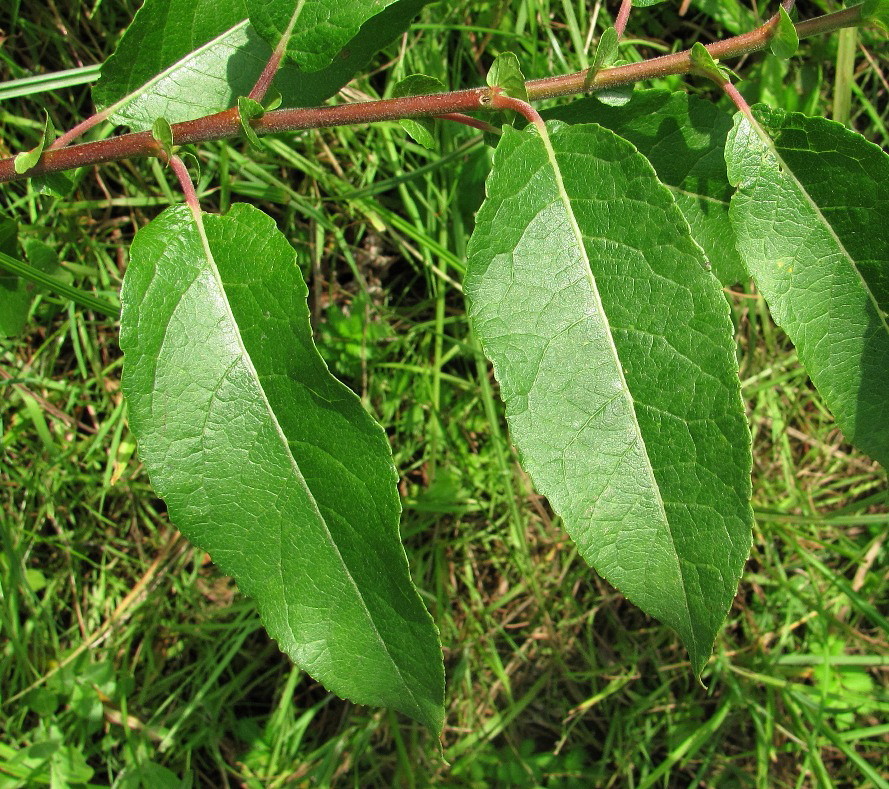 Изображение особи Salix myrsinifolia.