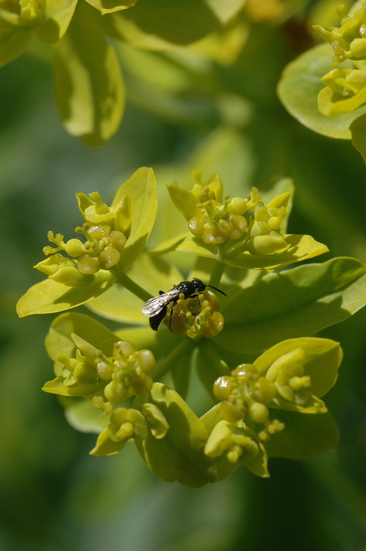 Изображение особи Euphorbia lamprocarpa.