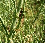 Anabasis turkestanica. Побеги. Каракумы, Мервский оазис. Июнь 2011 г.