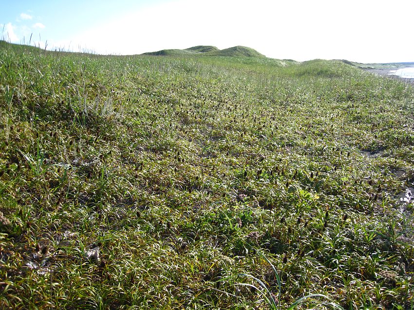 Image of Carex kobomugi specimen.