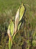 Iris halophila