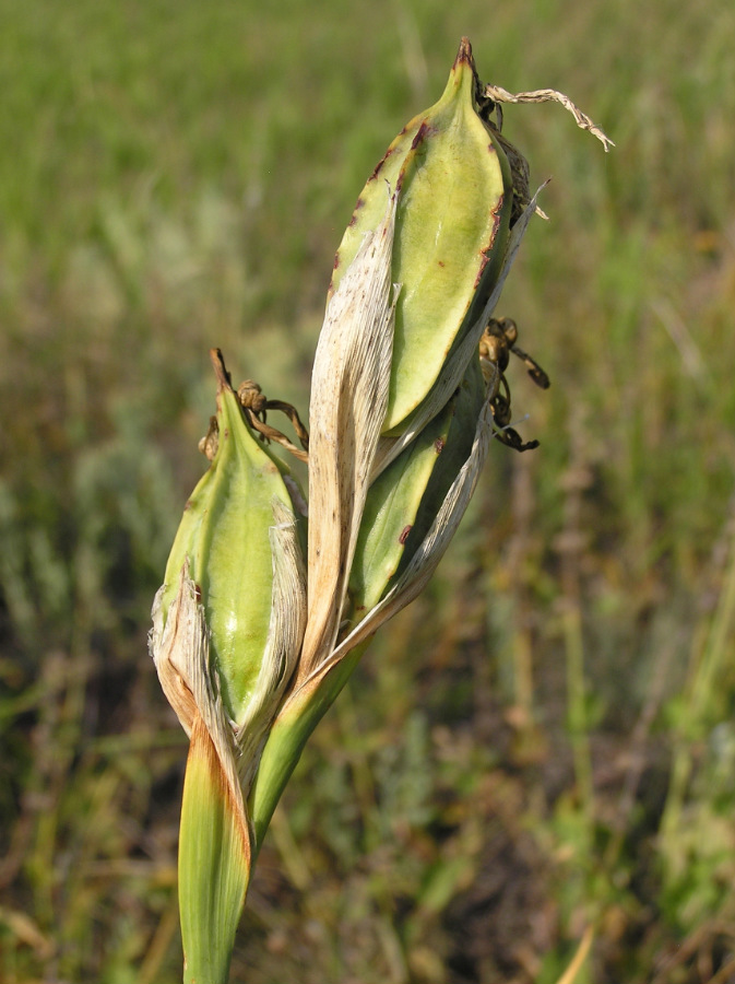 Image of Iris halophila specimen.