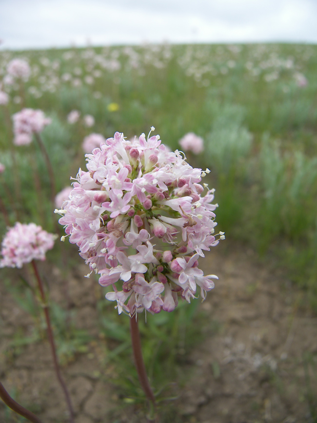 Image of Valeriana tuberosa specimen.