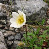 Dryas octopetala