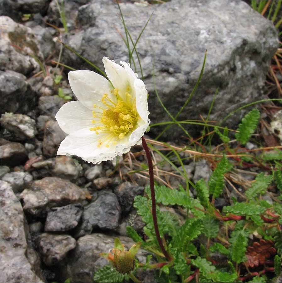 Изображение особи Dryas octopetala.