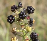 Rubus nessensis. Соплодие со зрелыми плодами. Московская обл., Раменский р-н, окр. дер. Хрипань, просека под ЛЭП. 27.07.2005.